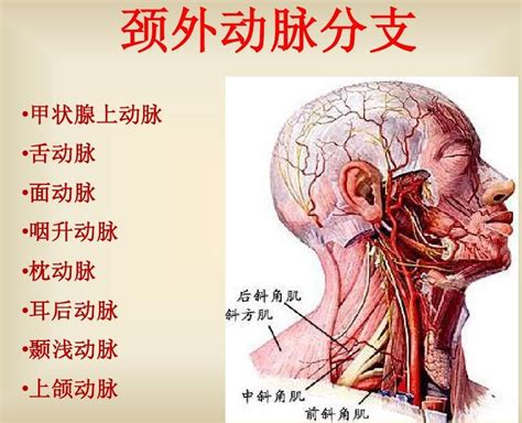 外頸動脈分支口訣|【外頸動脈分支口訣】獨家外頸動脈分支口訣大公開！。